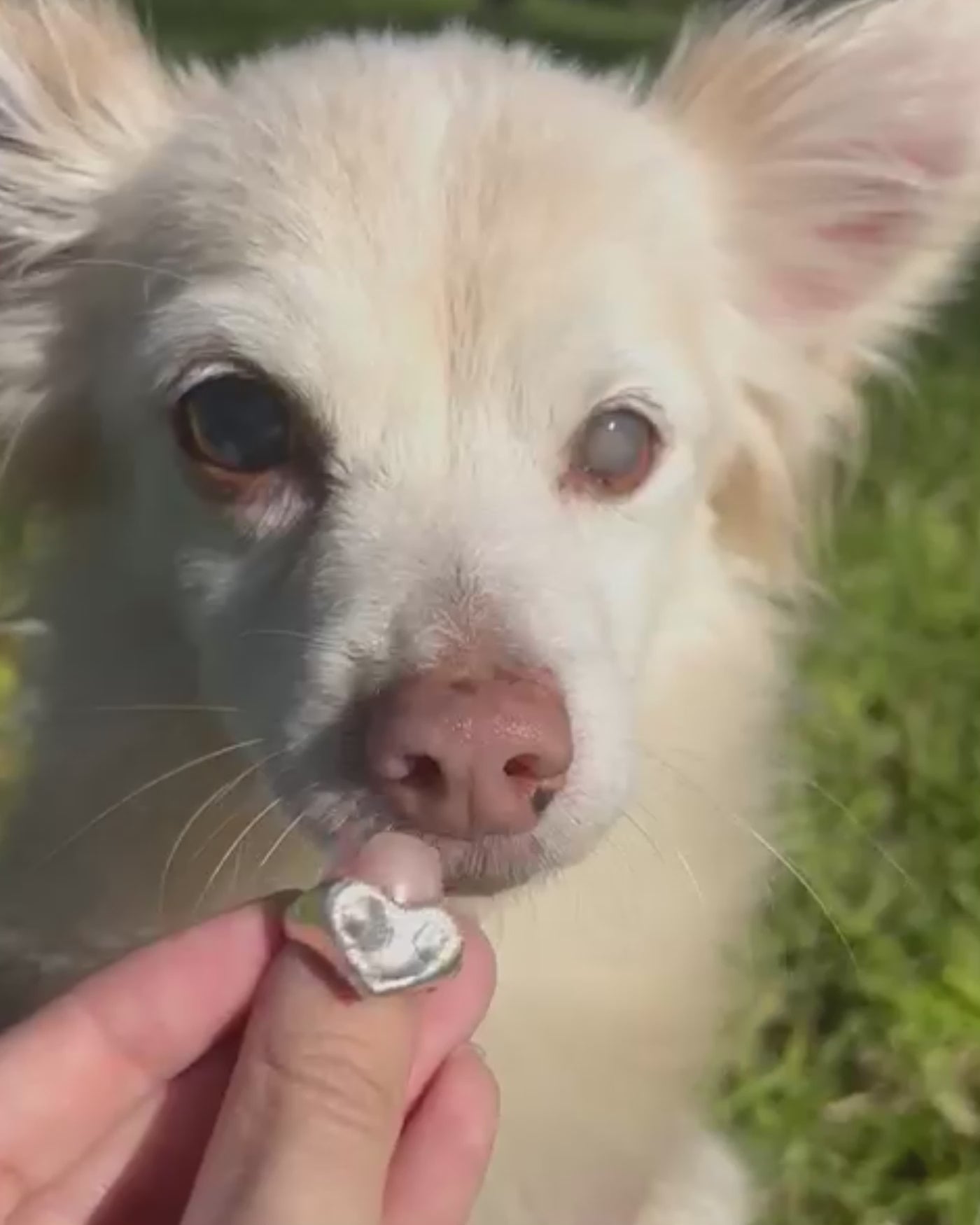 Anillo Huella Nariz Perro o Gato en Plata de Ley